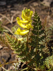 Corydalis cheilanthifolia